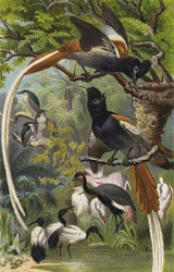 Paradiesfliegenschnäpper